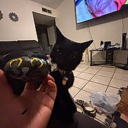 Gemini joined the competition — help win amazing prizes! black_cat, cat, collar, couch, curious, decor, footwear, furniture, hand, home, indoor, living_room, object, painted_object, person_on_tv, pet, plastic_bag, television, tile_floor, wall_art