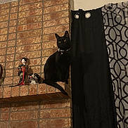 Gemini is registered to the contest to win money with this photo: black_cat, cat, brick_wall, curtain, doll, figurine, indoor, pet, animal, sitting, decor, shelf, patterned_curtain, window_treatment, alert, domestic_cat, feline, still_life, home_interior, watchful