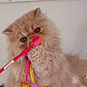 Vérone a rejoint le concours — aidez-le/la à gagner de superbes lots ! cat, persian_cat, fluffy, toy, feathers, playful, pet, indoor, cozy, decor, hearts, wall_art, brown, cute, feline, animal, paw, curious, close_up, soft