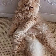 Vérone participe au concours pour gagner de l'argent avec cette photo : cat, persian_cat, fluffy, sitting, relaxed, grumpy, indoor, cushion, pillow, beige, feline, pet, domestic_animal, long_hair, cute, animal, resting, cozy, texture, decor