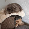 cat, fluffy_cat, indoor, furniture, blanket, cozy, resting, curious, peeking, cat_tree, wall_art, decor, soft_texture, relaxed, pet, cute, animal, home, sleeping, comfortable