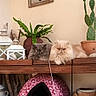 cat, fluffy_cat, indoor, plants, wooden_shelf, lantern, pottery, decor, furniture, gray_cat, cream_cat, potted_plant, cactus, relaxed, pet, feline, cozy, home, sitting, ornament
