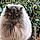 Phantasya