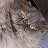 cat, gray_cat, fluffy, close_up, amber_eyes, pet, animal, feline, fur, face, whiskers, cute, indoor, relaxed, portrait, mammal, fur_texture, looking, domestic_cat, soft