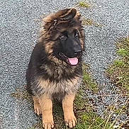 Tao participe au concours pour gagner de l'argent avec cette photo : dog, puppy, german_shepherd, outdoor, grass, gravel, sitting, tongue_out, happy, pet, animal, cute, young, fur, collar, nature, playful, portrait, mammal, canine