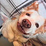 Bella joined the competition — help win amazing prizes! dog, pet, close_up, lying_down, fluffy, nose, eyes, blanket, plaid, cozy, indoor, cute, happy, fur, canine, relaxed, animal, muzzle, ears, collar