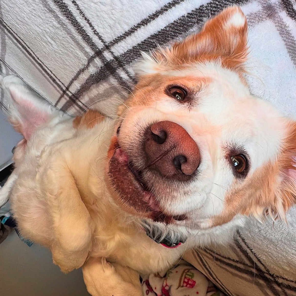 Bella joined the competition — help win amazing prizes! animal, blanket, canine, close_up, collar, cozy, cute, dog, ears, eyes, fluffy, fur, happy, indoor, lying_down, muzzle, nose, pet, plaid, relaxed