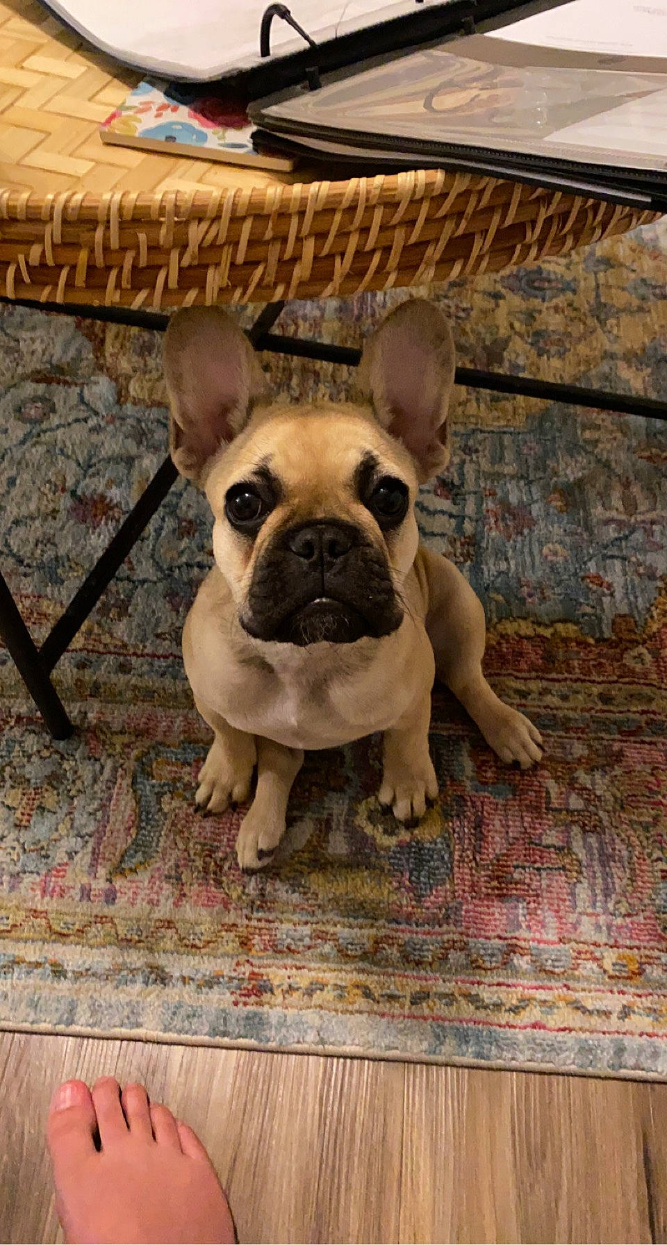 Pearl joined the competition — help win amazing prizes! bulldog, canidae, carnivore, companion_dog, dog, dog_breed, fawn, flooring, grass, hardwood, pug, puppy, snout, sporting_group, terrestrial_animal, toy_dog, whiskers, wood, working_animal, wrinkle