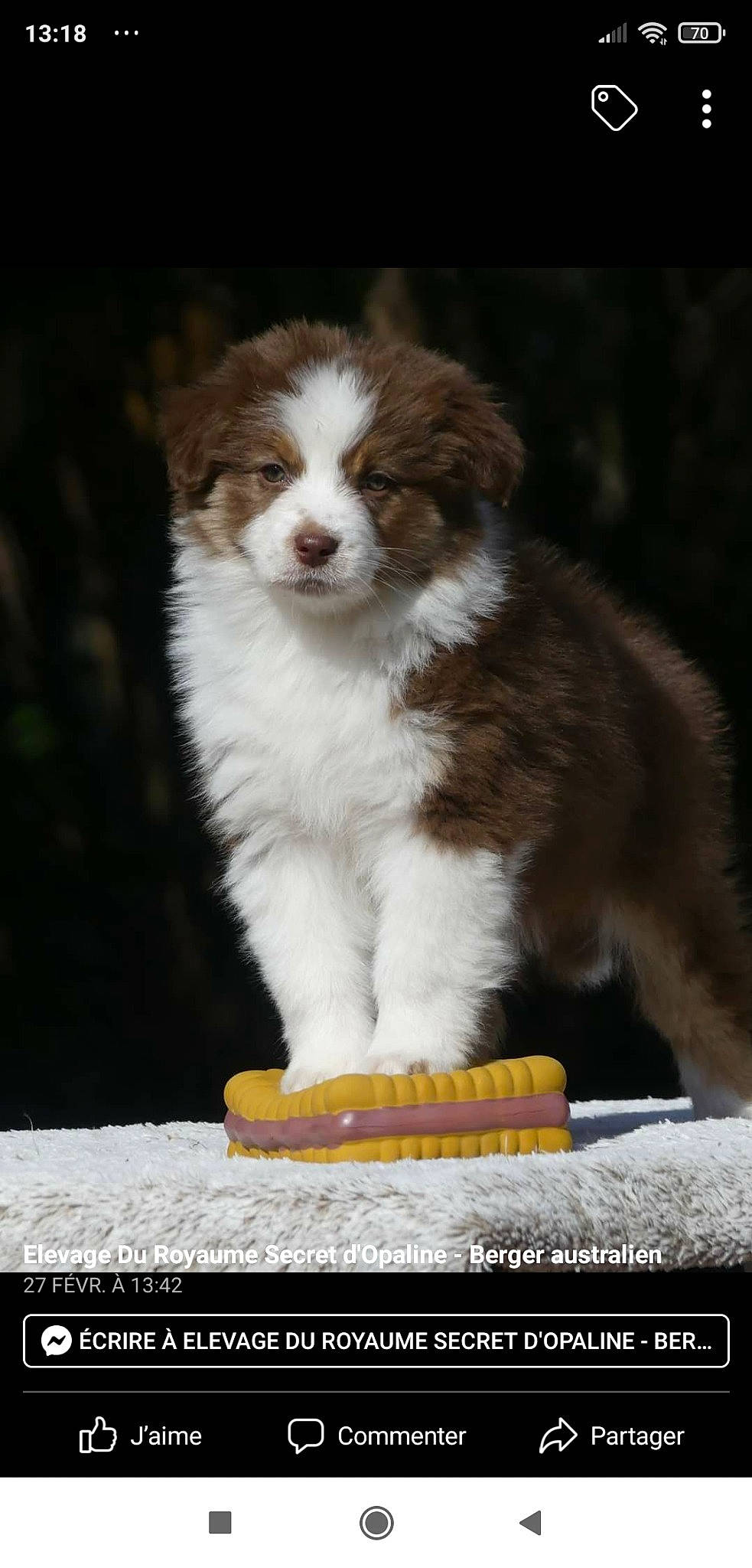 Alaska a rejoint le concours — aidez-le/la à gagner de superbes lots ! ancient_dog_breeds, bored, canidae, carnivore, companion_dog, dog, dog_breed, fawn, felidae, fur, liver, snout, sporting_group, terrestrial_animal, whiskers, wildlife, working_animal