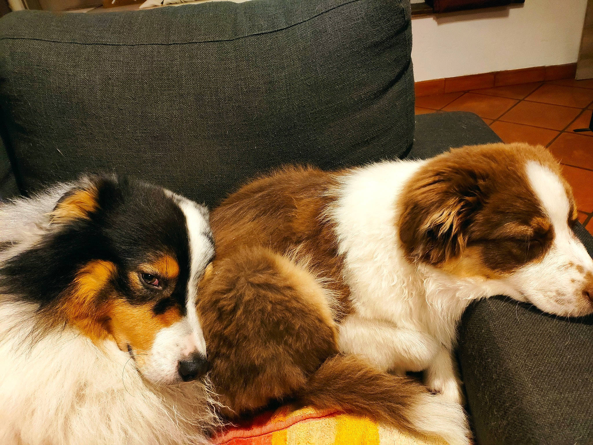 Alaska a rejoint le concours — aidez-le/la à gagner de superbes lots ! ancient_dog_breeds, bored, canidae, carnivore, collie, comfort, companion_dog, couch, dog, dog_breed, fur, herding_dog, pillow, snout, sporting_group, terrestrial_animal, throw_pillow, whiskers, working_animal, working_dog