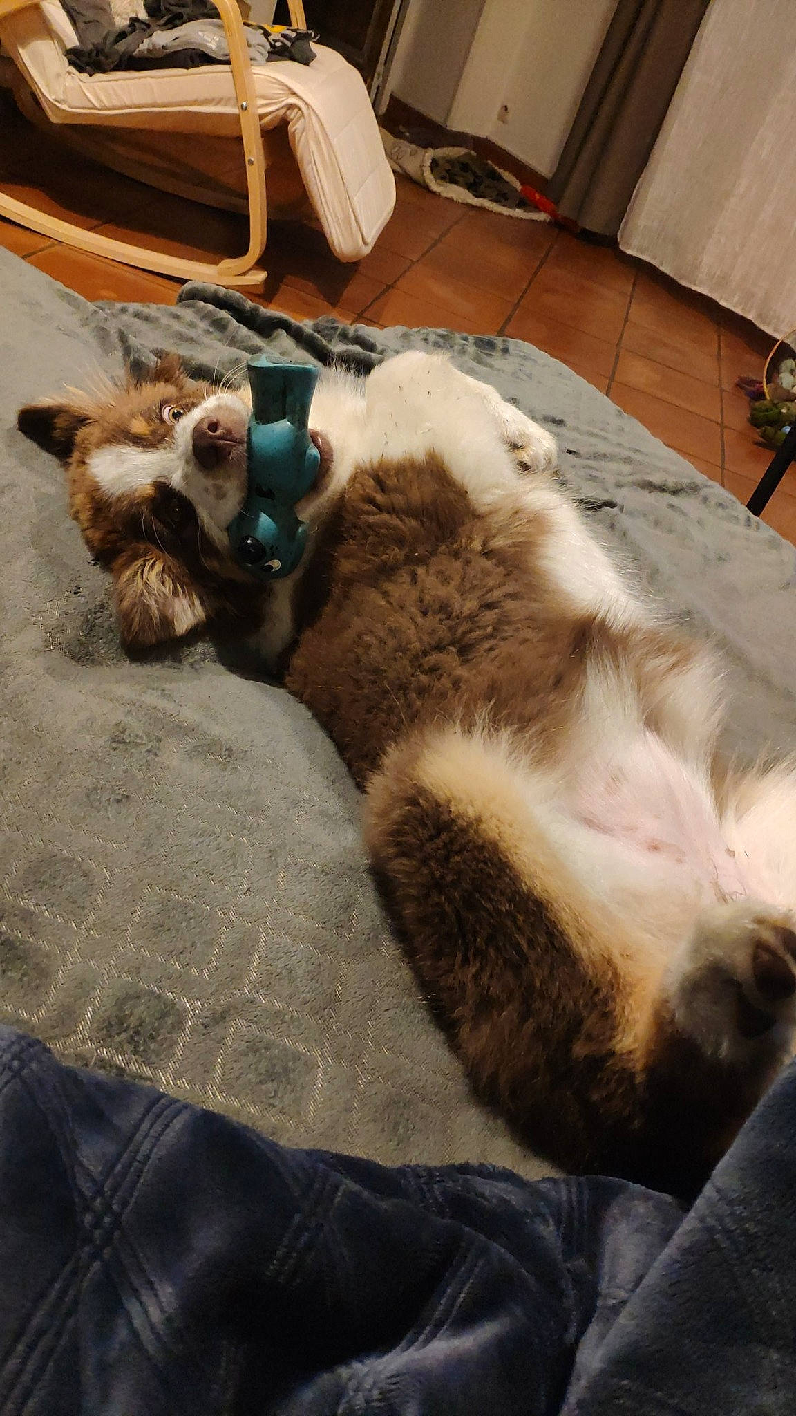 Alaska a rejoint le concours — aidez-le/la à gagner de superbes lots ! carnivore, cat, collar, comfort, companion_dog, dog_breed, domestic_short_haired_cat, fawn, felidae, flooring, fur, hardwood, mammal, plant, small_to_medium_sized_cats, tail, vertebrate, whiskers, wood, working_animal