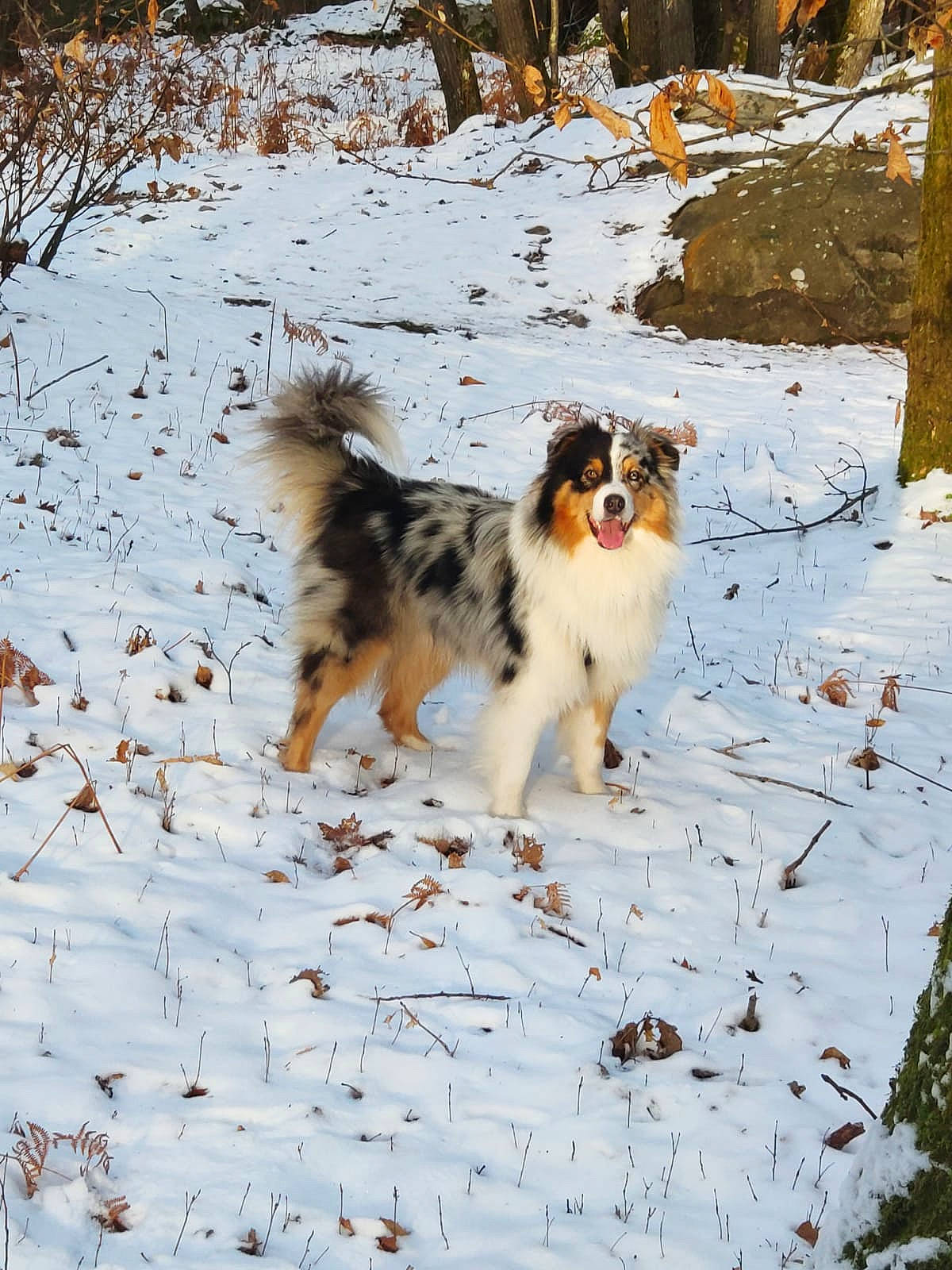 Sydney participe au concours pour gagner de l'argent avec cette photo : canidae, carnivore, companion_dog, dog, dog_breed, freezing, fur, herding_dog, plant, snow, sporting_group, tail, terrestrial_animal, tree, twig, winter, working_dog