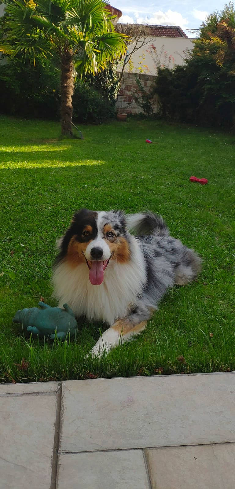 Sydney a rejoint le concours — aidez-le/la à gagner de superbes lots ! canidae, carnivore, collie, companion_dog, dog, dog_breed, grass, herding_dog, lawn, plant, rough_collie, scotch_collie, smile, sporting_group, terrestrial_animal, tree, whiskers, working_dog