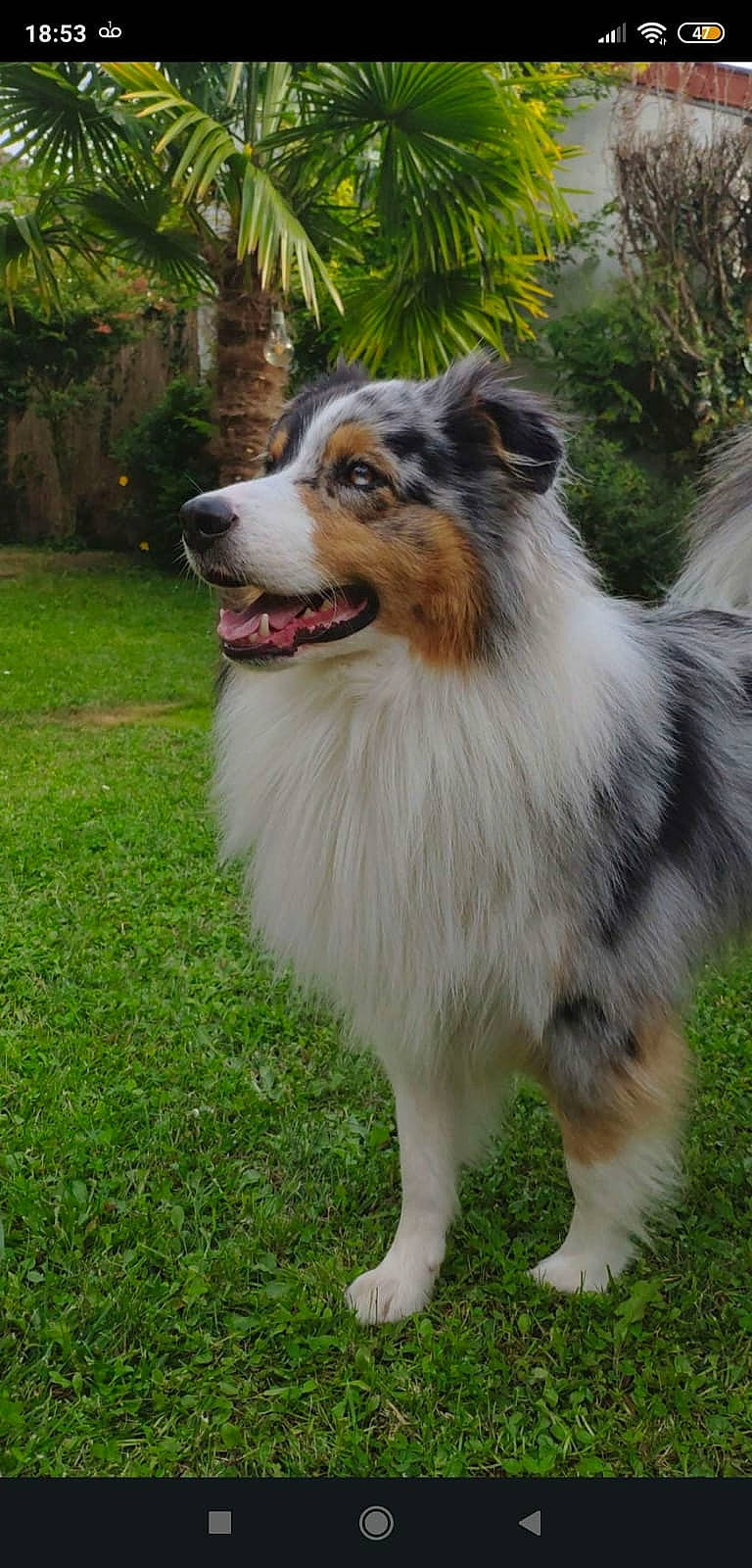 Sydney a rejoint le concours — aidez-le/la à gagner de superbes lots ! ancient_dog_breeds, canidae, carnivore, collie, companion_dog, dog, dog_breed, fur, grass, herding_dog, palm_tree, plant, rough_collie, snout, sporting_group, terrestrial_animal, tree, whiskers, working_animal, working_dog