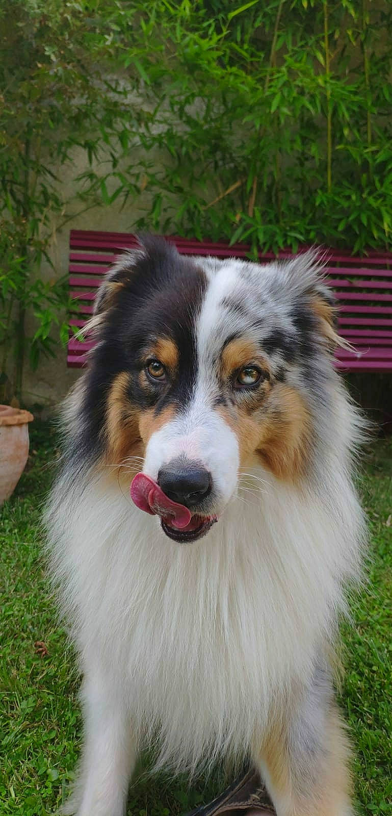 Sydney participe au concours pour gagner de l'argent avec cette photo : ancient_dog_breeds, australian_collie, australian_shepherd, border_collie, carnivore, companion_dog, dog, dog_breed, flowerpot, fur, grass, herding_dog, plant, snout, sporting_group, terrestrial_animal, whiskers, working_dog