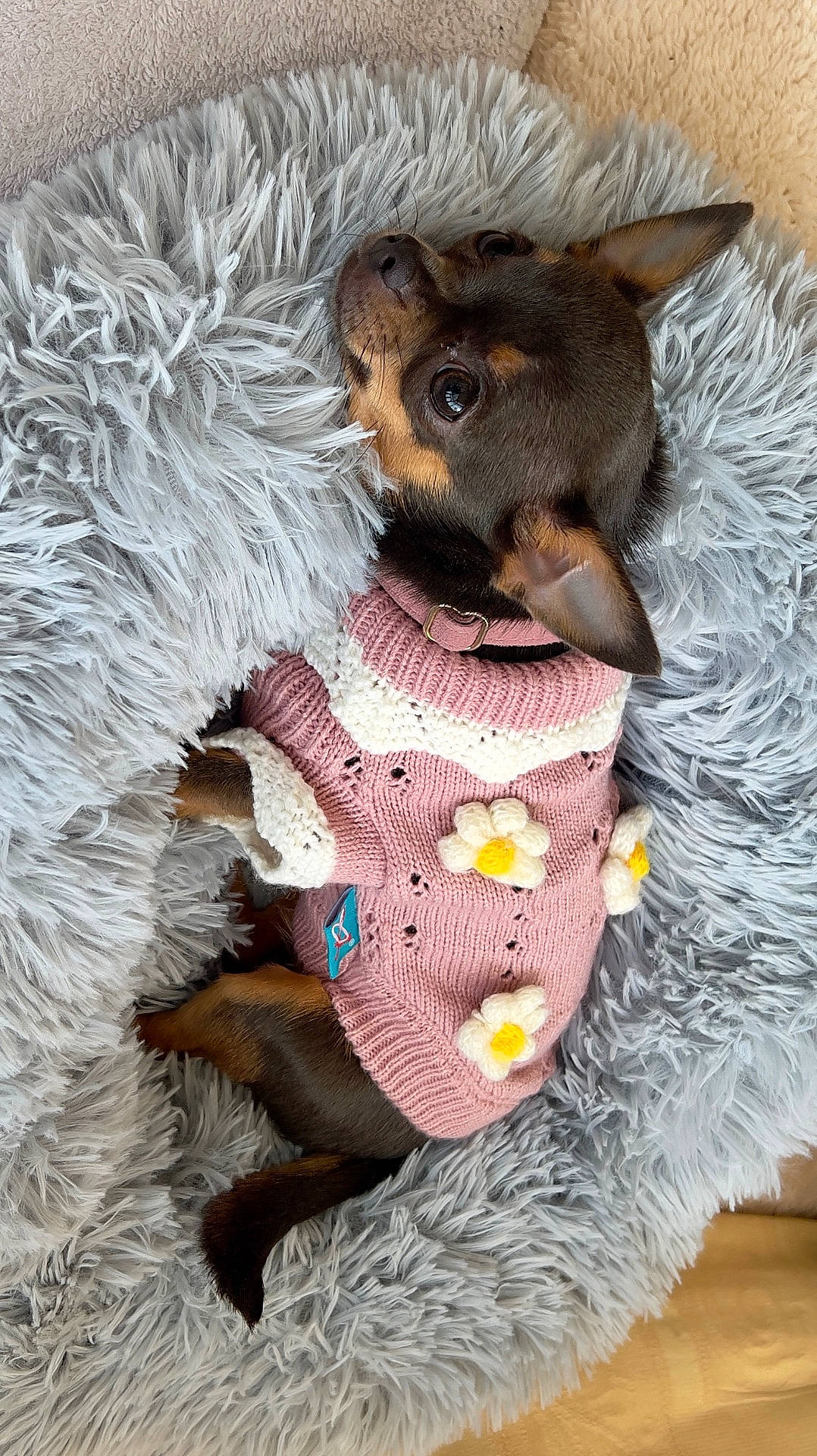 Lola joined the competition — help win amazing prizes! black_and_brown_fur, brown_dog, collar, cozy, cute, dog, ears_up, flower_pattern, fluffy_bed, indoor, knitted_clothing, looking_up, pet, pet_bed, pink_sweater, resting, sleeping_area, small_dog, soft_texture, sweater