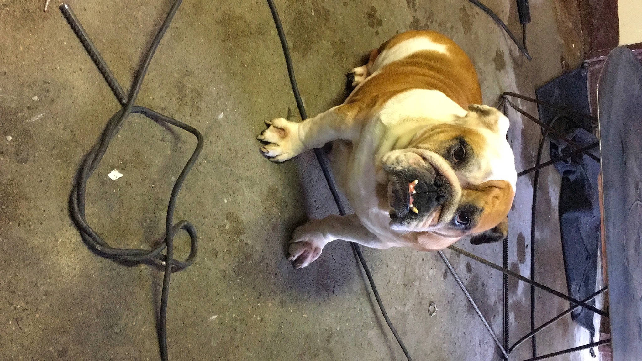 Madame participe au concours pour gagner de l'argent avec cette photo : bulldog, carnivore, collar, companion_dog, dog, dog_breed, dog_collar, dog_supply, fawn, floor, flooring, leash, pet_supply, pug, road_surface, sporting_group, tail, toy_dog, working_animal, wrinkle