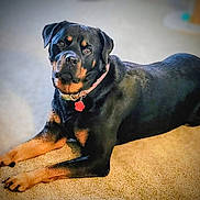 Mila joined the competition — help win amazing prizes! dog, rottweiler, pet, animal, canine, lying_down, carpet, indoor, collar, tag, black, tan, fur, ears, paw, looking, cute, domestic, companion, relaxed