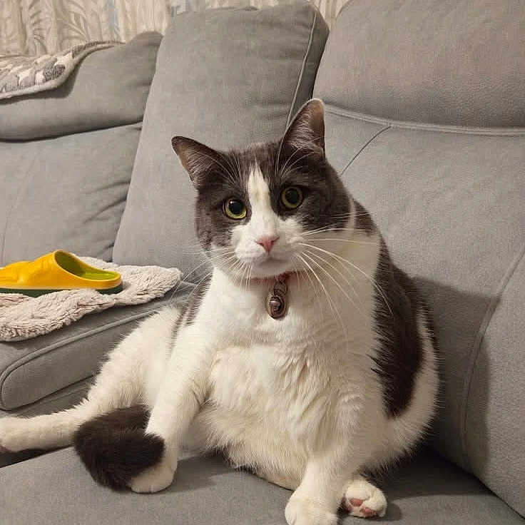 Rafale participe au concours pour gagner de l'argent avec cette photo : animal, blanket, cat, collar, couch, curious, domestic_cat, furniture, gray_cat, home, indoor, living_room, pet, portrait, relaxed, slipper, soft_furniture, whiskers, white_cat, yellow_slipper