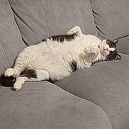 Rafale a rejoint le concours — aidez-le/la à gagner de superbes lots ! cat, fluffy, white, gray, couch, indoor, pet, relaxed, lying_down, belly_up, feline, fur, whiskers, paws, ears, home, cozy, resting, cute, animal