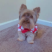 Marlo is registered to the contest to win money with this photo: dog, small_dog, bow_tie, carpet, indoor, pet, fluffy, cute, animal, corner, wall, floor, adorable, portrait, sitting, fur, domestic_animal, mammal, companion, friendly