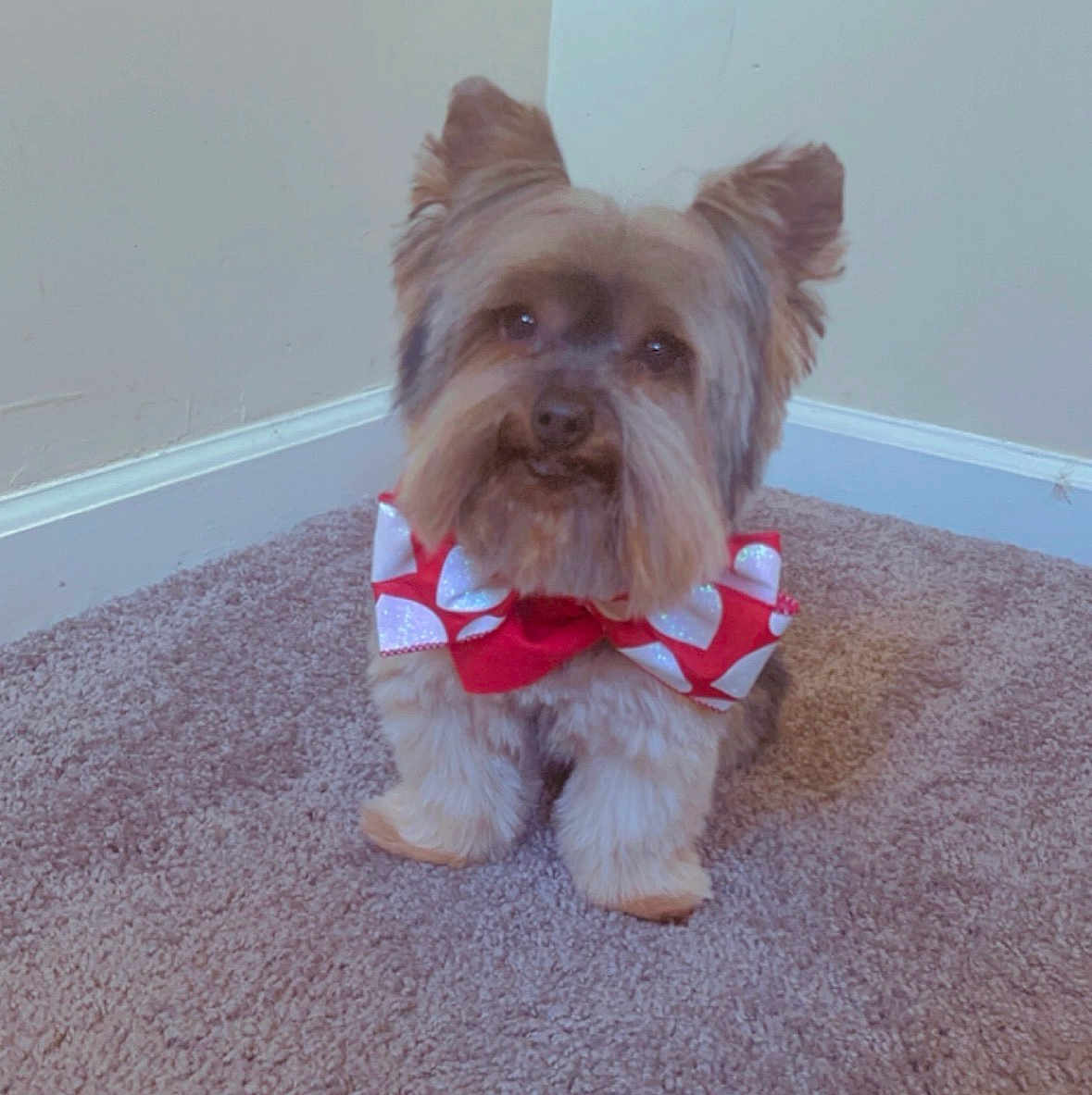 Marlo is registered to the contest to win money with this photo: dog, small_dog, bow_tie, carpet, indoor, pet, fluffy, cute, animal, corner, wall, floor, adorable, portrait, sitting, fur, domestic_animal, mammal, companion, friendly