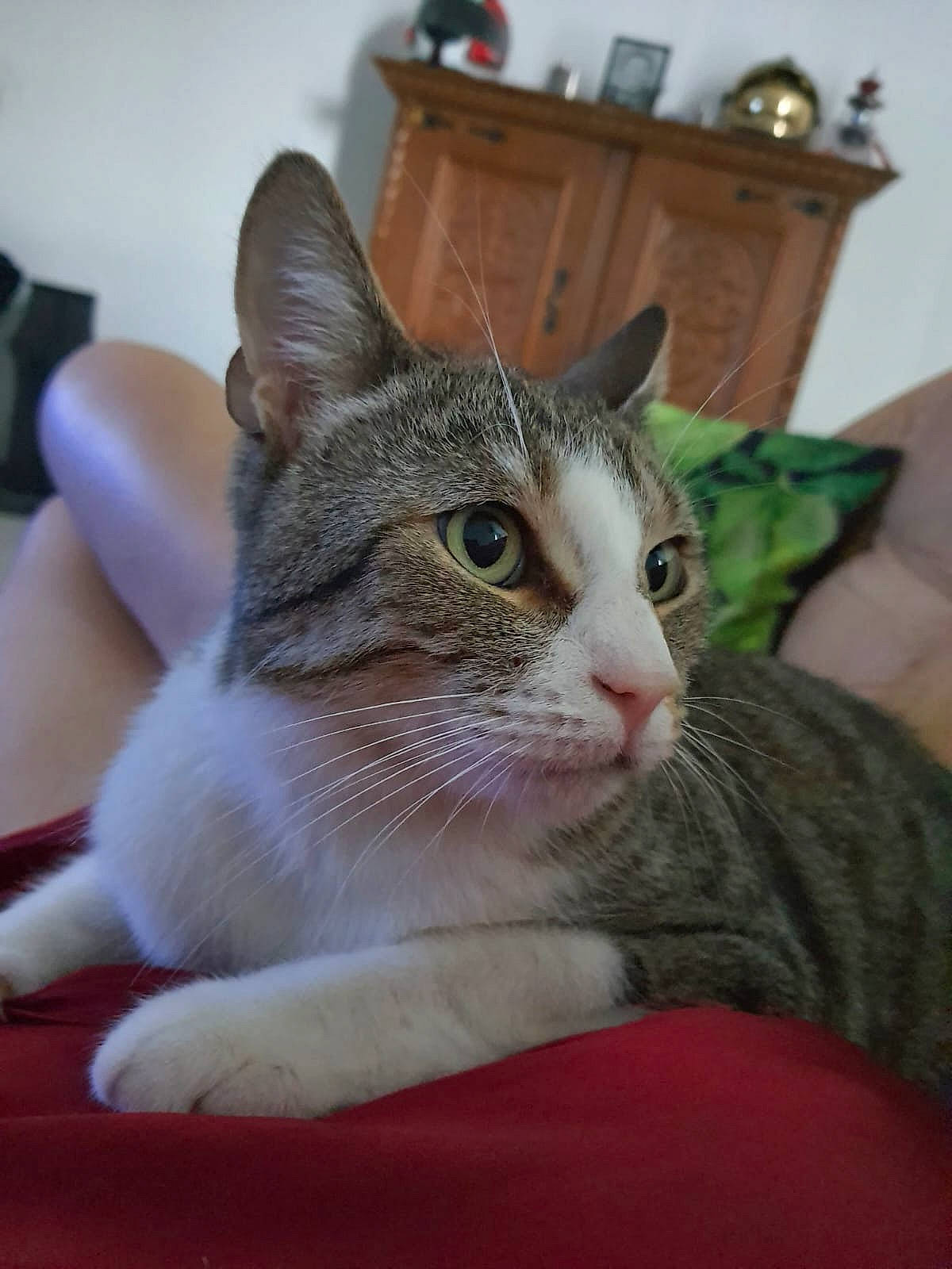 Panique participe au concours pour gagner de l'argent avec cette photo : box, cabinetry, carnivore, cat, cat_supply, chest_of_drawers, comfort, domestic_short_haired_cat, door, eye, felidae, fur, pet_supply, room, sitting, small_to_medium_sized_cats, snout, whiskers, window, wood