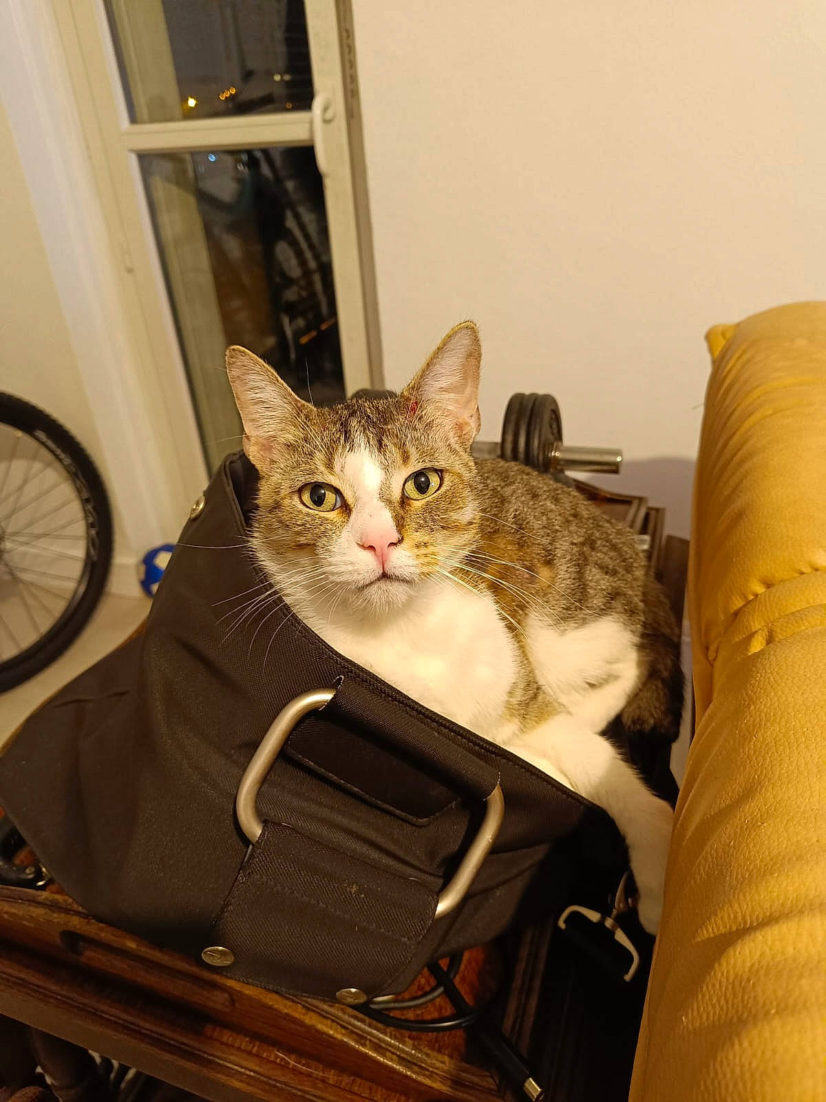 Panique a rejoint le concours — aidez-le/la à gagner de superbes lots ! basket, bicycle, bicycle_handlebar, bicycle_tire, bicycle_wheel, bicycle_wheel_rim, carnivore, cat, comfort, couch, domestic_short_haired_cat, door, fawn, felidae, fur, small_to_medium_sized_cats, tire, wheel, whiskers, wood