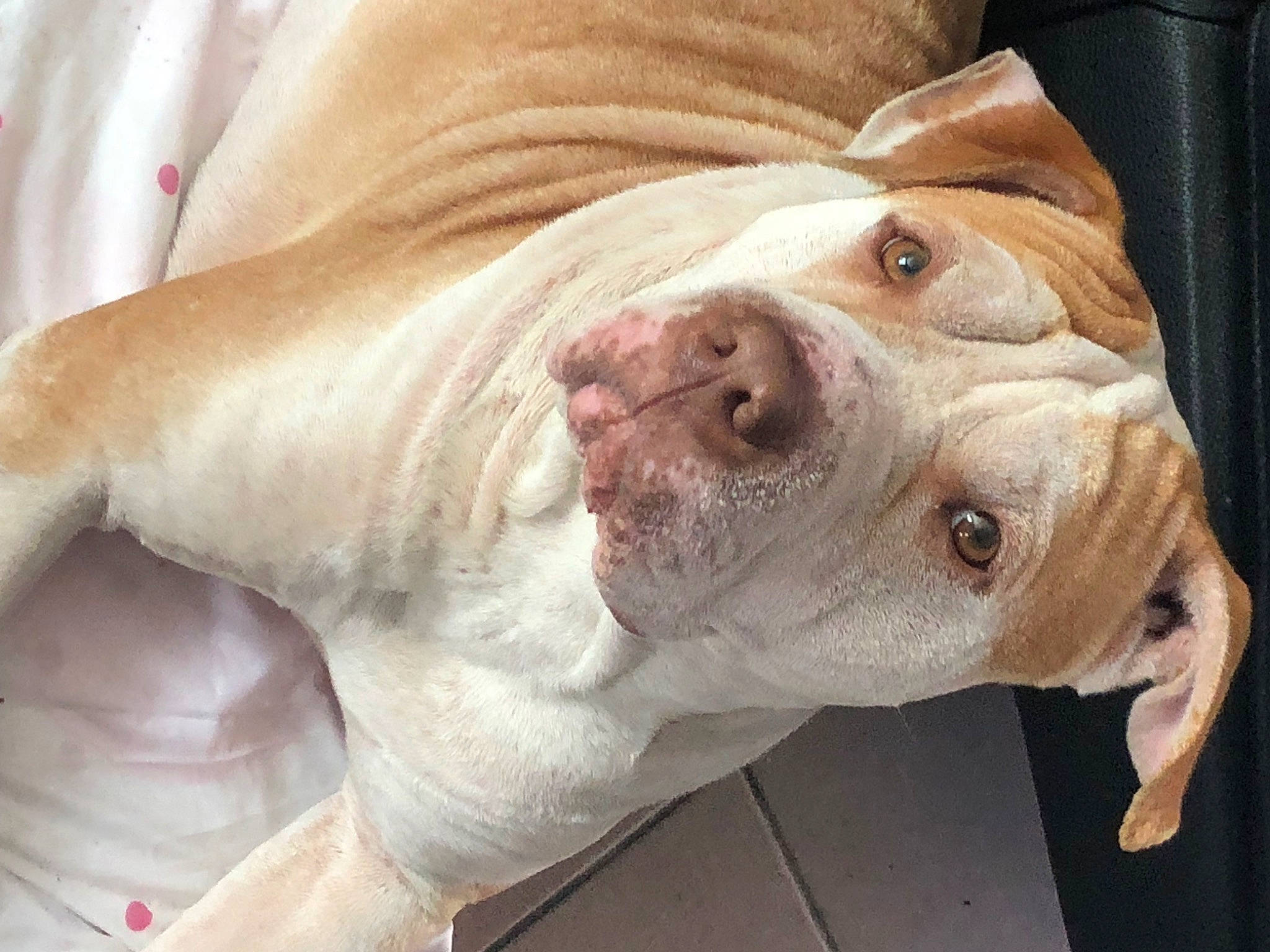 Doggy a rejoint le concours — aidez-le/la à gagner de superbes lots ! bulldog, canidae, carnivore, collar, companion_dog, dog, dog_breed, dog_collar, dog_supply, ear, fawn, non_sporting_group, snout, sporting_group, terrestrial_animal, whiskers, working_animal, working_dog, wrinkle