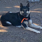 Zeus joined the competition — help win amazing prizes! dog, black_and_tan, orange_collar, lying_down, outdoor, dirt, chain_link_fence, grass, sunlight, shadow, pet, animal, canine, alert, resting, fence, chain, rural, nature, daytime