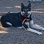 dog, black_and_tan, orange_collar, lying_down, outdoor, dirt, chain_link_fence, grass, sunlight, shadow, pet, animal, canine, alert, resting, fence, chain, rural, nature, daytime