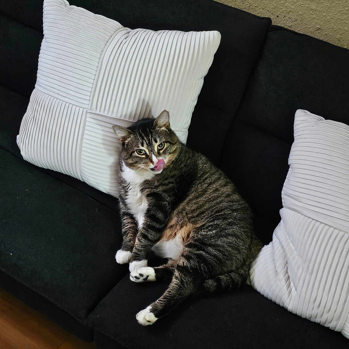 Arena is registered to the contest to win money with this photo: black_couch, cat, couch, cute, domestic_cat, feline, floor, fur, indoor, licking, pet, pillows, relaxed, resting, sofa, striped, tabby, whiskers, white_pillows, wooden_floor