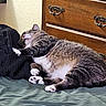 animal, bed, blanket, cat, cozy, cute, domestic_animal, dormitory, feline, fur, furniture, home, indoor, paw, pet, relaxation, resting, sleeping, tabby, whiskers
