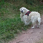 Narko participe au concours pour gagner de l'argent avec cette photo : dog, white_dog, fluffy, golden_retriever, pet, animal, outdoors, woodland, forest, grassy, trail, dirt_path, standing, looking_back, harness, red_harness, long_fur, portrait, nature, walking