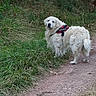 dog, white_dog, fluffy, golden_retriever, pet, animal, outdoors, woodland, forest, grassy, trail, dirt_path, standing, looking_back, harness, red_harness, long_fur, portrait, nature, walking