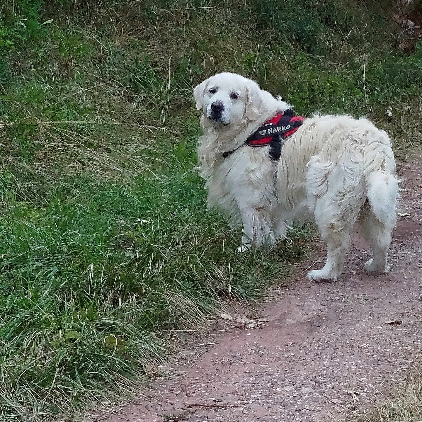 Narko