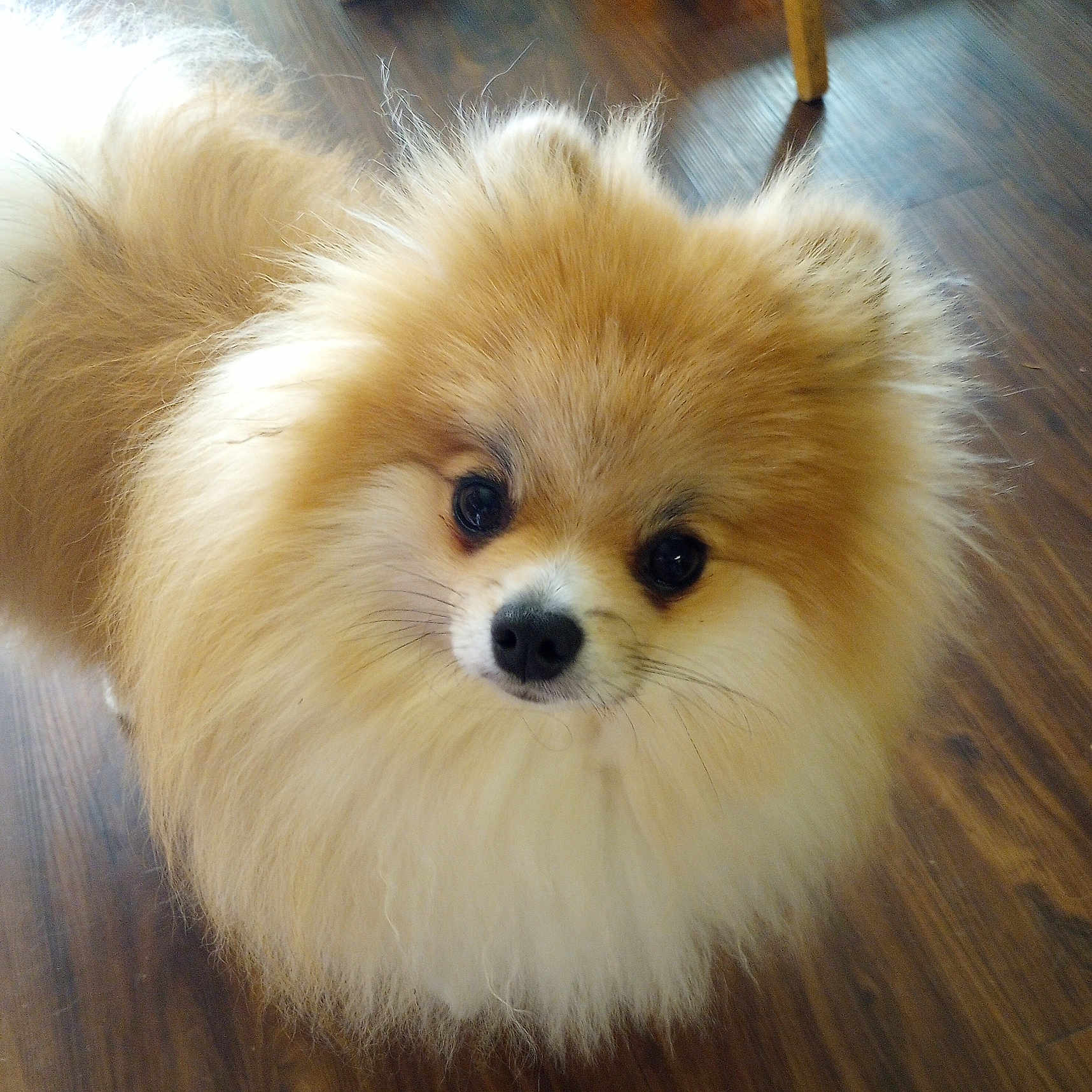Simba joined the competition — help win amazing prizes! adorable, animal, brown, canine, companion, cute, dog, domestic, eyes, face, fluffy, friendly, fur, indoor, pet, pomeranian, portrait, small_dog, whiskers, wooden_floor