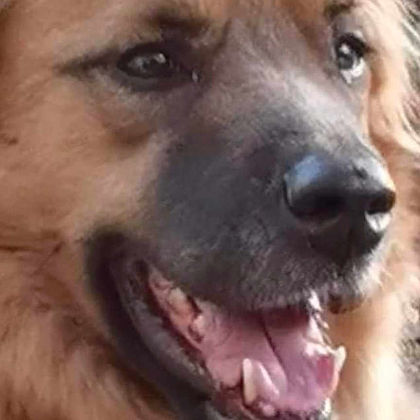 Molye a rejoint le concours — aidez-le/la à gagner de superbes lots ! animal, ball, bodypart, canine, dog, football, germanshepherd, goldenretriever, hound, mouth, person, pet, puppy, snout, soccer, soccerball, sport, teeth, tongue, whitedog