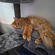 Story participe au concours pour gagner de l'argent avec cette photo : cat, ginger_cat, fluffy, longhaired, feline, pet, relaxed, sleepy, lying_down, cat_tree, scratching_post, gray, indoor, home, furniture, animal, whiskers, ears, tail, cozy