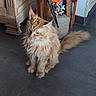 Story participe au concours pour gagner de l'argent avec cette photo : cat, long_hair, fluffy, maine_coon, pet, animal, sitting, indoors, floor, tile, tail, whiskers, ears, fur, cream_color, orange, portrait, home, furniture, alert