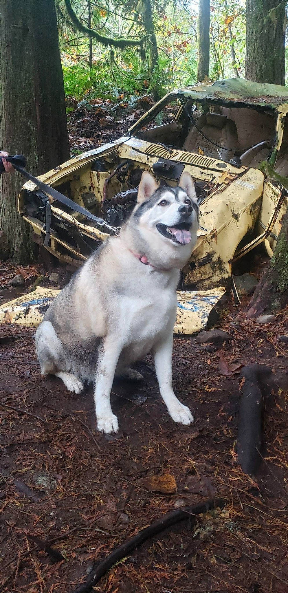 Zeus joined the competition — help win amazing prizes! canidae, carnivore, collar, companion_dog, dog, dog_breed, fawn, forest, fur, grass, plant, snout, soil, sporting_group, tail, terrestrial_animal, tree, wildlife, woodland, working_animal