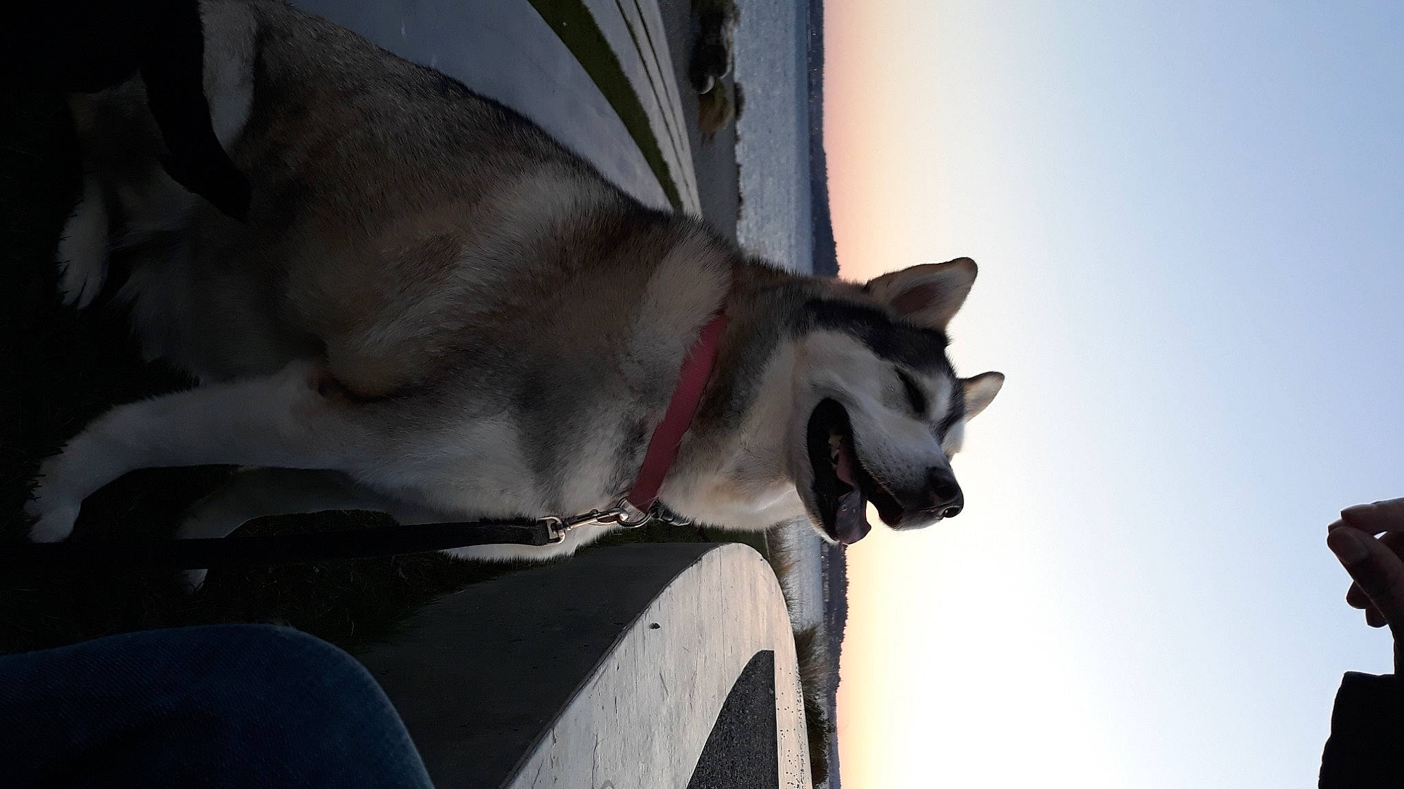 Zeus joined the competition — help win amazing prizes! canidae, carmine, carnivore, collar, dog, dog_breed, dog_collar, fawn, fur, grey, jaw, non_sporting_group, pet_supply, sky, snout, sporting_group, tail, whiskers, winter, working_animal