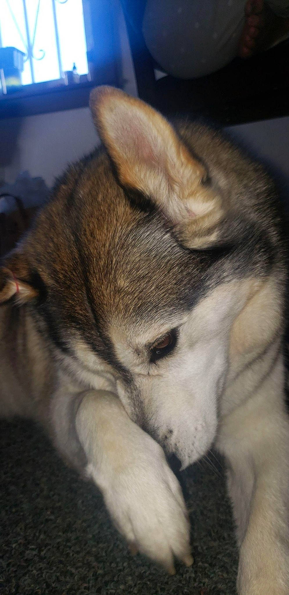 Zeus joined the competition — help win amazing prizes! canidae, carnivore, claw, comfort, companion_dog, computer_keyboard, dog, dog_breed, fawn, felidae, fur, nap, paw, small_to_medium_sized_cats, snout, sporting_group, tail, terrestrial_animal, whiskers, wildlife