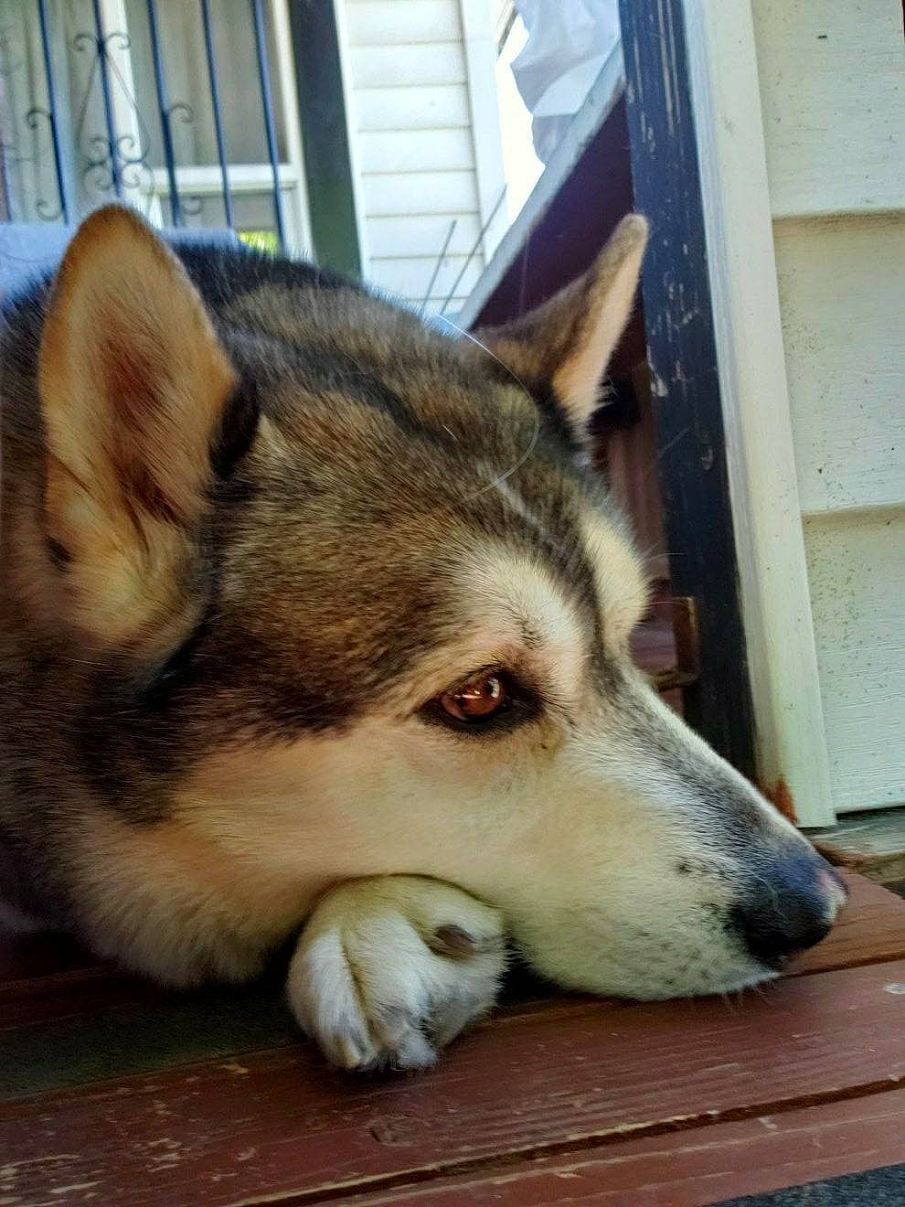 Zeus is registered to the contest to win money with this photo: canidae, canis, carnivore, companion_dog, dog, dog_breed, fawn, foot, fur, siberian_husky, sled_dog, snout, sporting_group, terrestrial_animal, whiskers, wildlife, wolf, wood, working_animal, working_dog