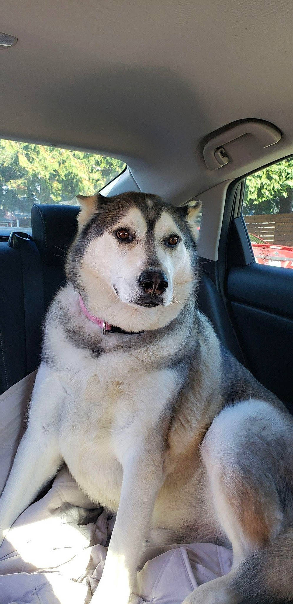 Zeus is registered to the contest to win money with this photo: auto_part, automotive_lighting, car, carnivore, collar, companion_dog, dog, dog_breed, fawn, fur, motor_vehicle, siberian_husky, sled_dog, snout, sporting_group, vehicle, whiskers, window, windshield, working_animal
