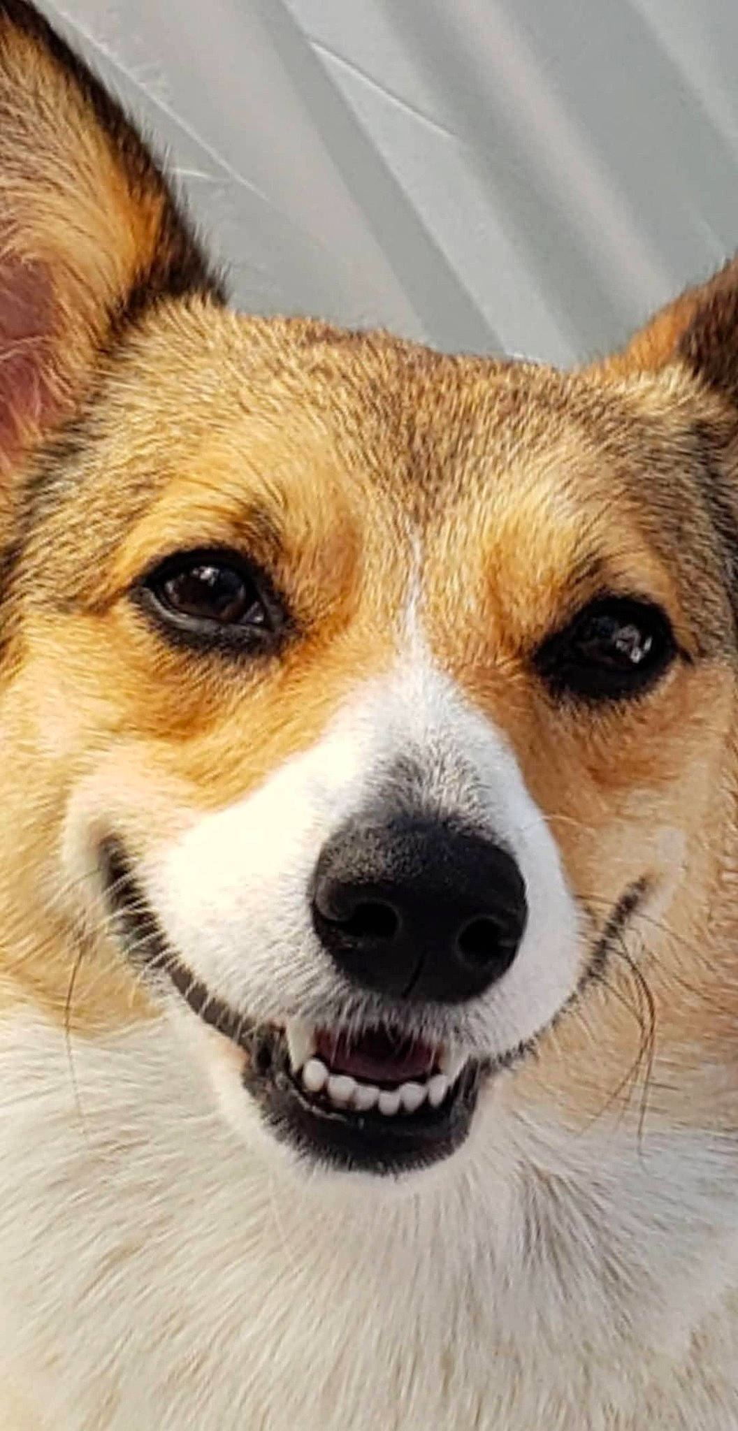 Dede is registered to the contest to win money with this photo: ancient_dog_breeds, art, canidae, cardigan_welsh_corgi, carnivore, companion_dog, dog, dog_breed, fawn, fur, puppy, snout, sporting_group, terrestrial_animal, waste_container, welsh_corgi, whiskers, working_dog