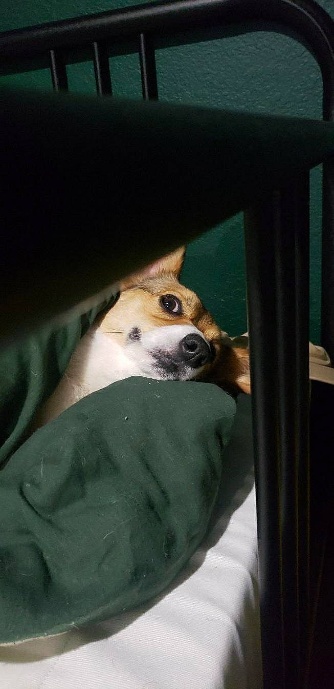 Dede joined the competition — help win amazing prizes! canidae, car_seat, carnivore, comfort, companion_dog, dog, dog_breed, dog_supply, fawn, fur, human_leg, non_sporting_group, snout, sporting_group, vehicle_door, whiskers, working_animal