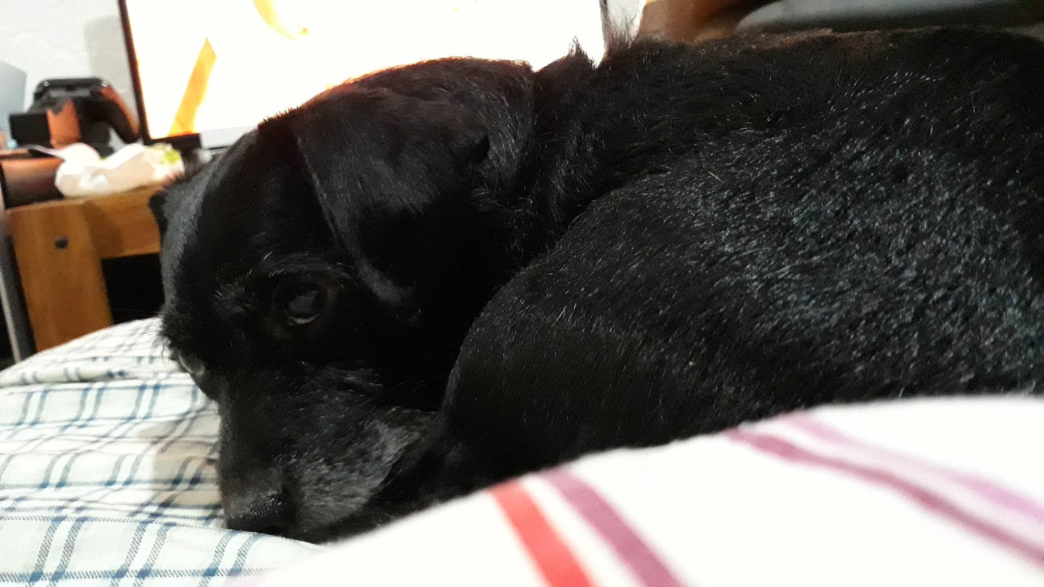 Jack Black is registered to the contest to win money with this photo: borador, canidae, comfort, companion_dog, dog, dog_breed, fur, guard_dog, liver, luggage_and_bags, nap, non_sporting_group, pattern, sleep, sporting_group, terrestrial_animal, whiskers, working_animal