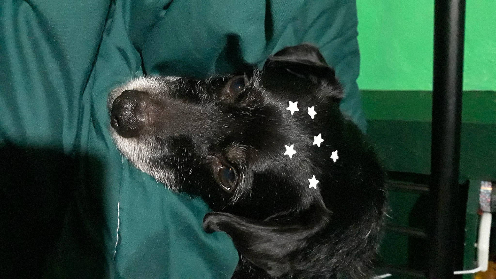 Jack Black is registered to the contest to win money with this photo: borador, canidae, carnivore, companion_dog, dog, dog_breed, dog_collar, fur, guard_dog, gun_dog, liver, non_sporting_group, snout, sporting_group, terrestrial_animal, whiskers, working_animal