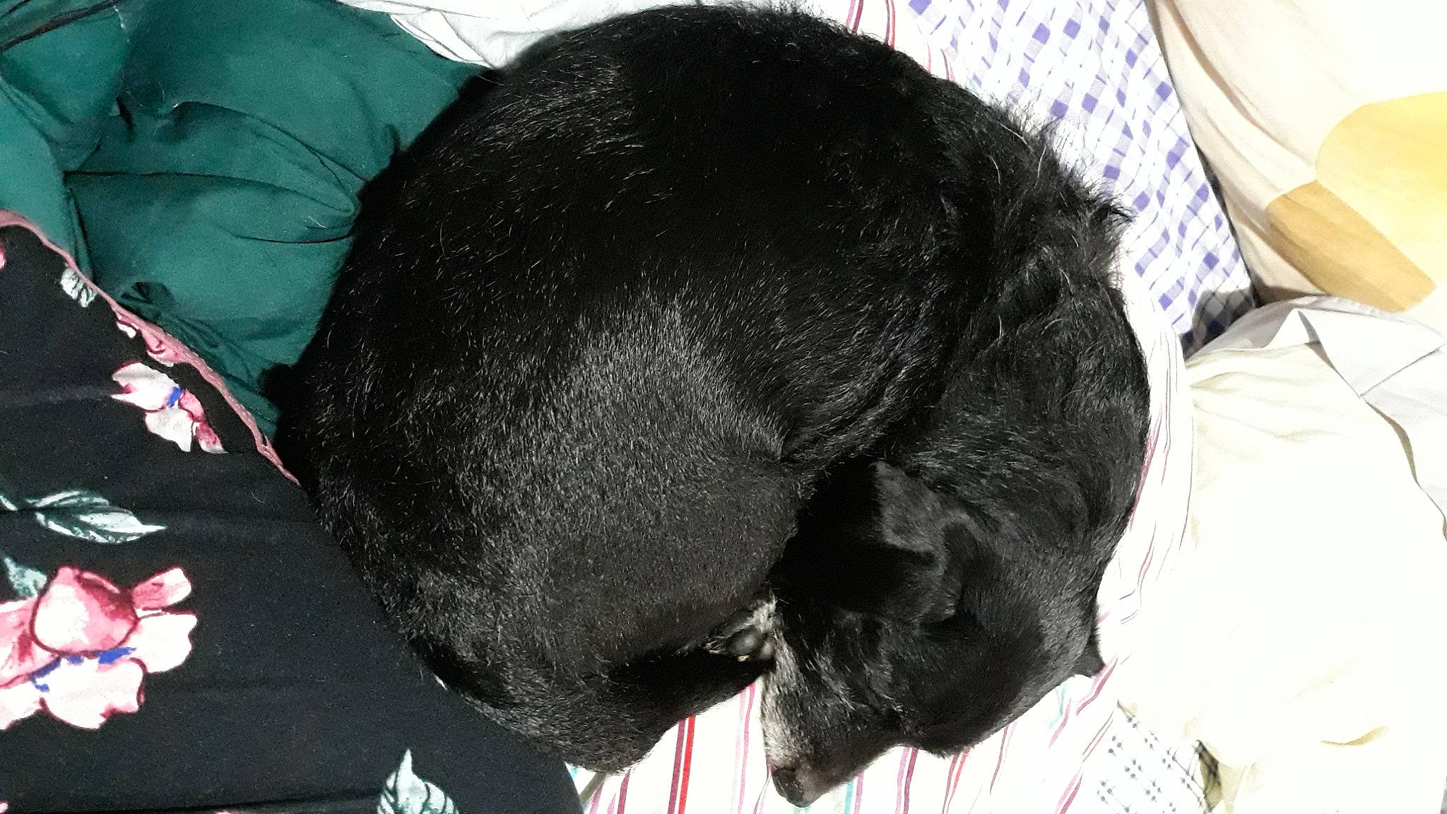 Jack Black joined the competition — help win amazing prizes! black_cat, borador, canidae, carnivore, collar, comfort, companion_dog, dog, dog_breed, felidae, fur, liver, pet_supply, small_to_medium_sized_cats, snout, sporting_group, tail, terrestrial_animal, whiskers, working_animal